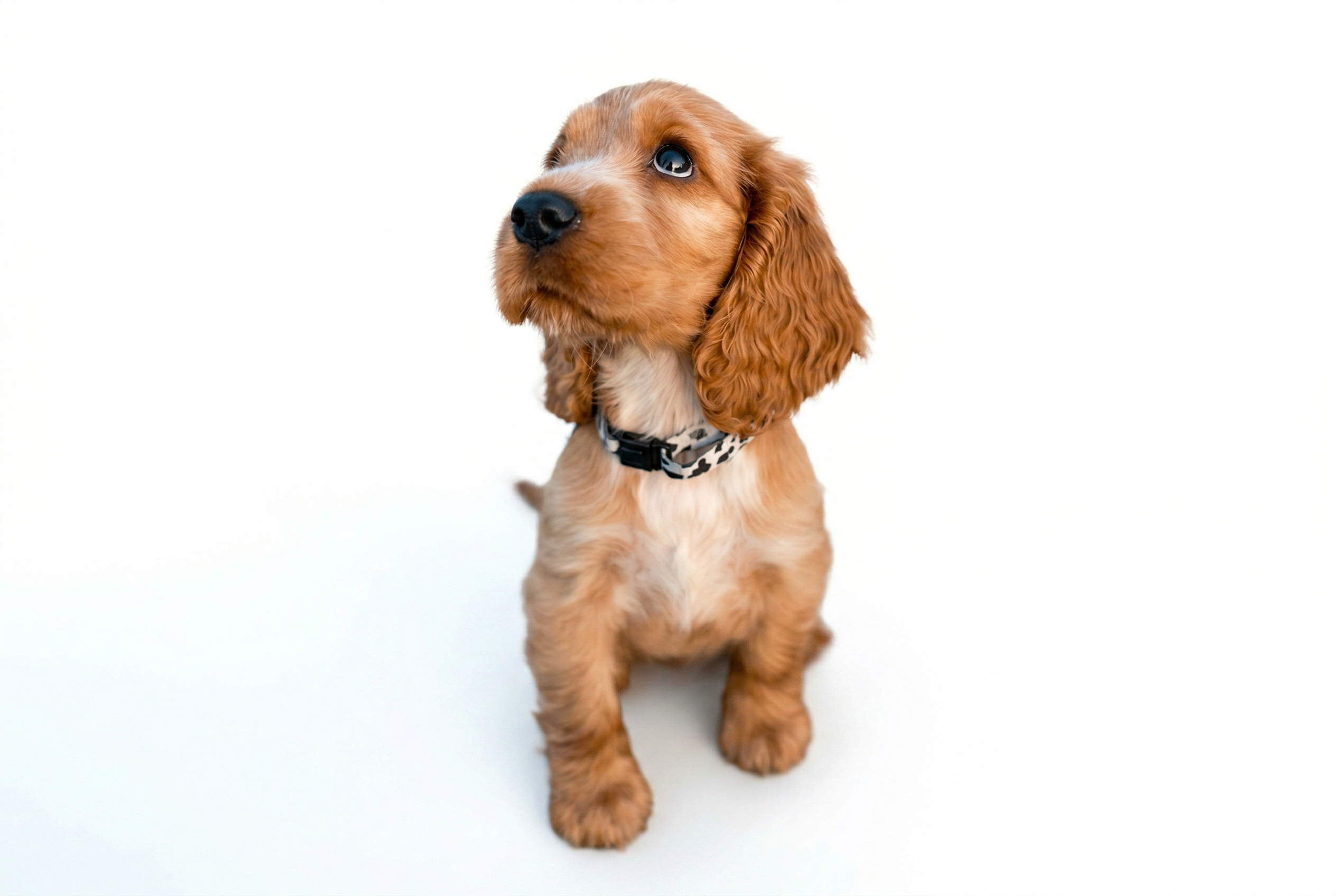 Cocker Spaniel cachorro