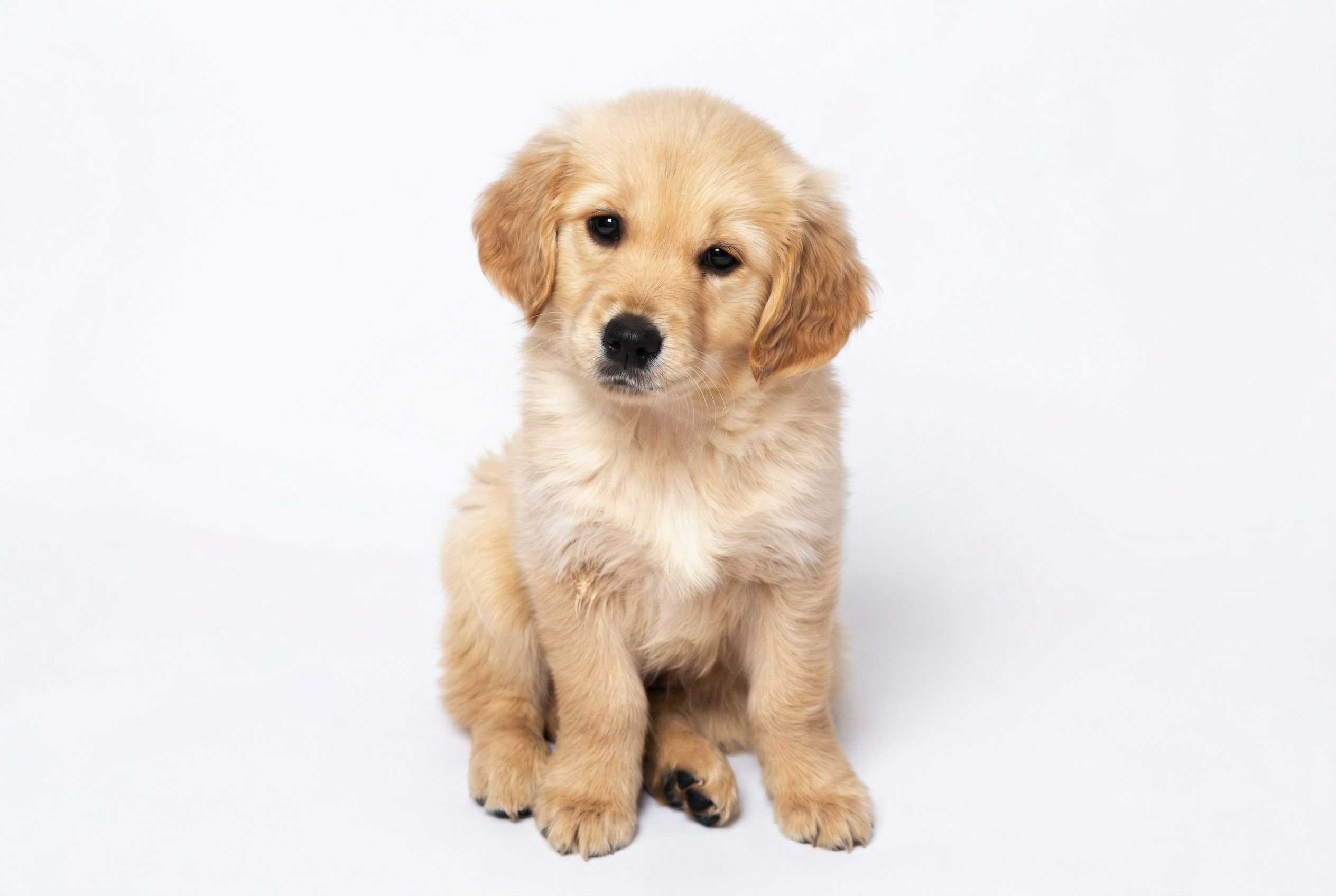Golden Retriever cachorro