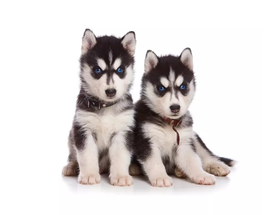 Husky Siberiano cachorro