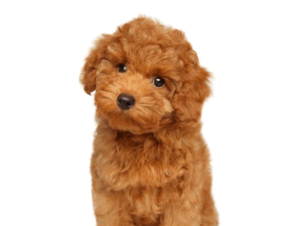 Poodle cachorro